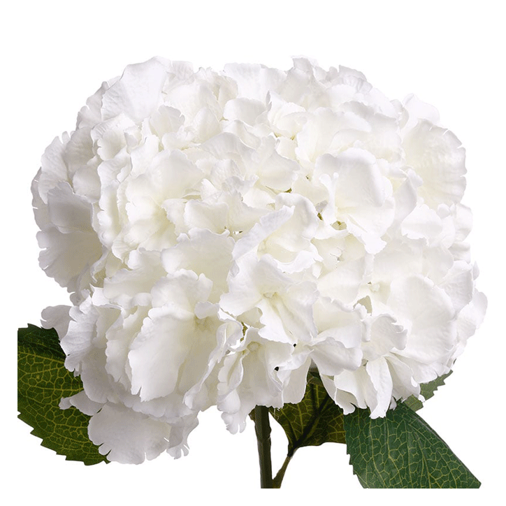 WHITE HYDRANGEA STEM