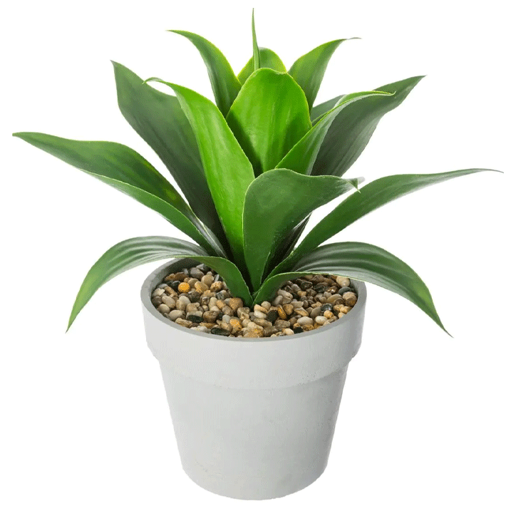 ALOE VERA H34