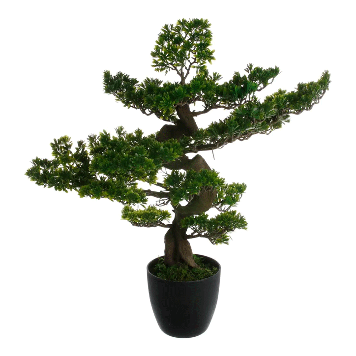 BONSAI TREE H80