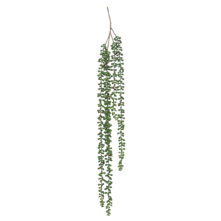 FALLING RAGWORT H73