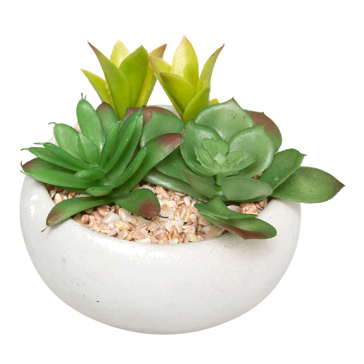 SUCCULENT +CEMENT POT H10