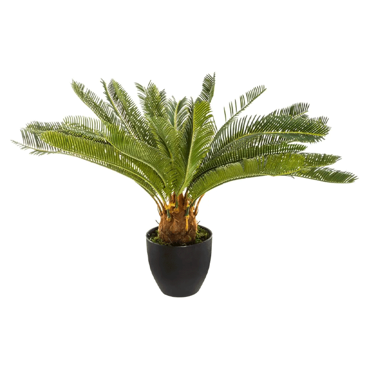 PINEAPPLE TREE H72