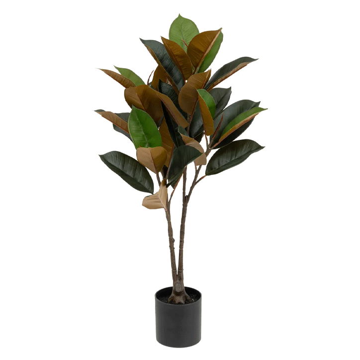 MAGNOLIA PL POT BEV H78