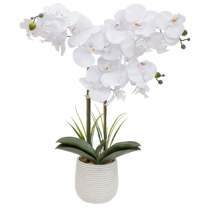 ORCHID CRMC POT RIVA H60