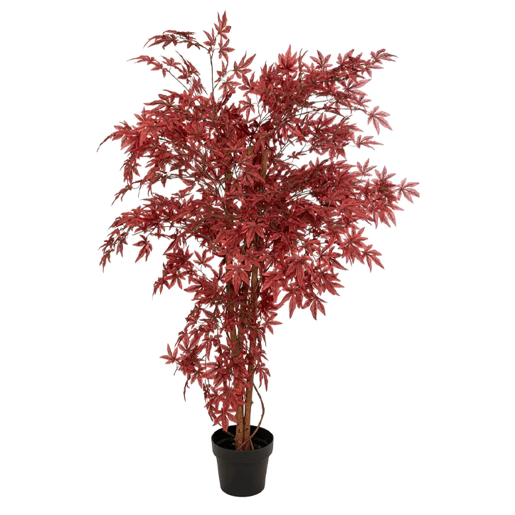 RED MAPLE TREE JAMES H150