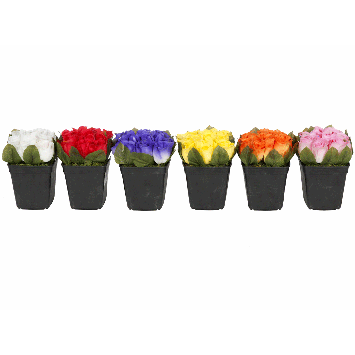 FLOWER ROSE 10PCS PL 6ASS