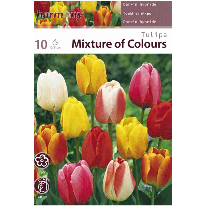 TULIPA DARWIN ΥΒΡΙΔΙΚΟ ΜΙΞ
