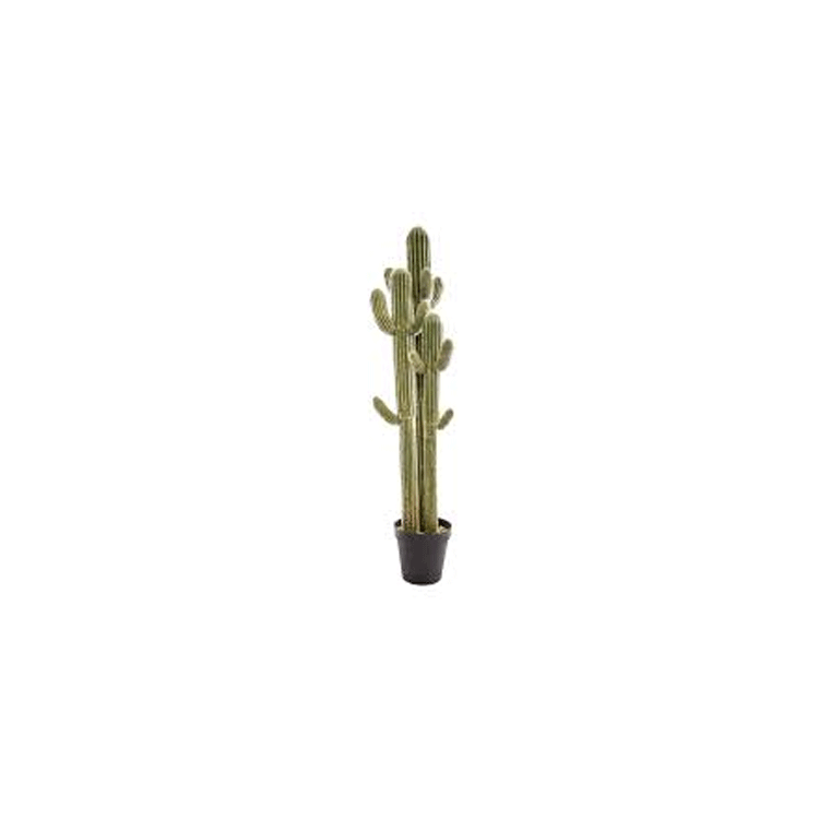 CACTUS 3 TRUNCS H148