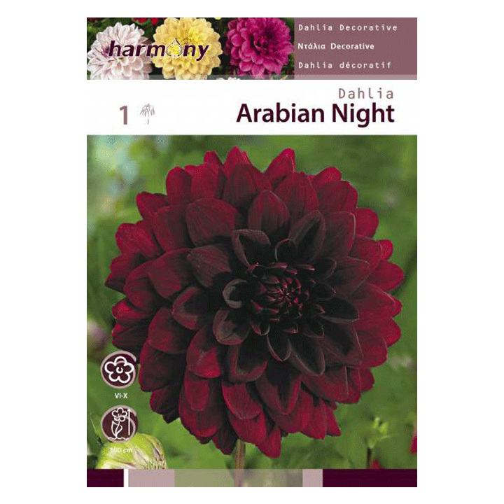 DAHLIA DECORATIVE ARABIAN NIGHT