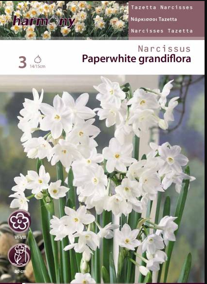 NARCISSUS TAZETTA PAPERWHITE