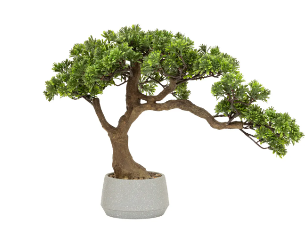 BONSAI W CRMC POT POLIN H45