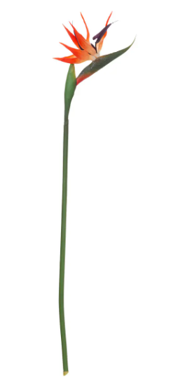 BIRD OF PARADISE STEM H83