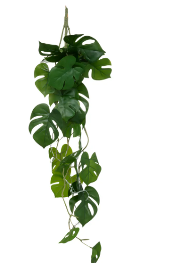 FALLING MONSTERA H85