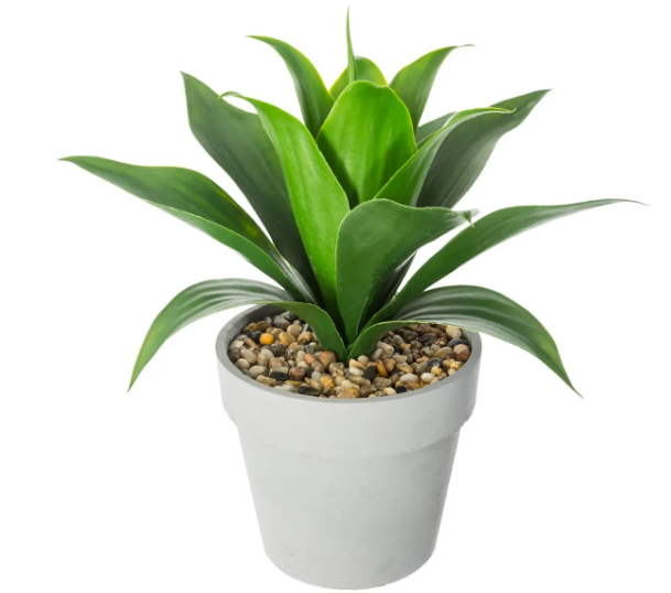 ALOE VERA H34