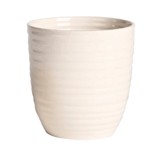 MOKKA CUP D6 WHITE