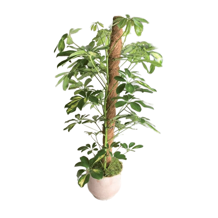 CE NORT COCO STAKE 1.5CM 45MM