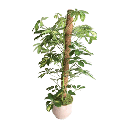CE NORT COCO STAKE 1.5CM 45MM