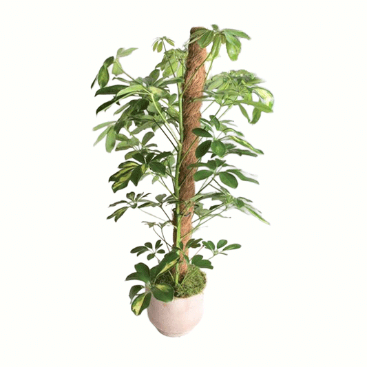CE NORT COCO STAKE 1.5CM 45MM