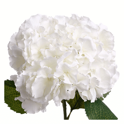 WHITE HYDRANGEA STEM