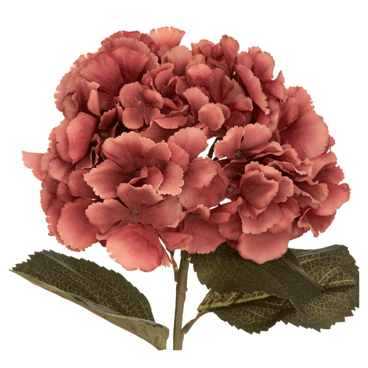 PLUM HYDRANGEA STEM GYPSY H83