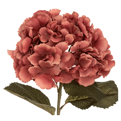 PLUM HYDRANGEA STEM GYPSY H83