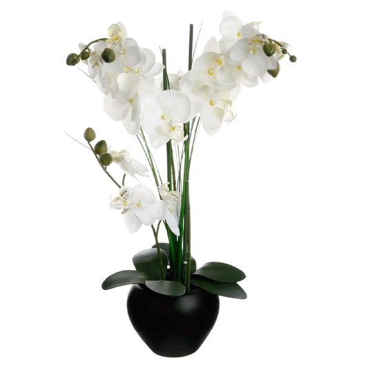 ORCHID W/ BLACK POT H53CM