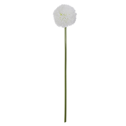 DAISY BALL STEM LOTY H60