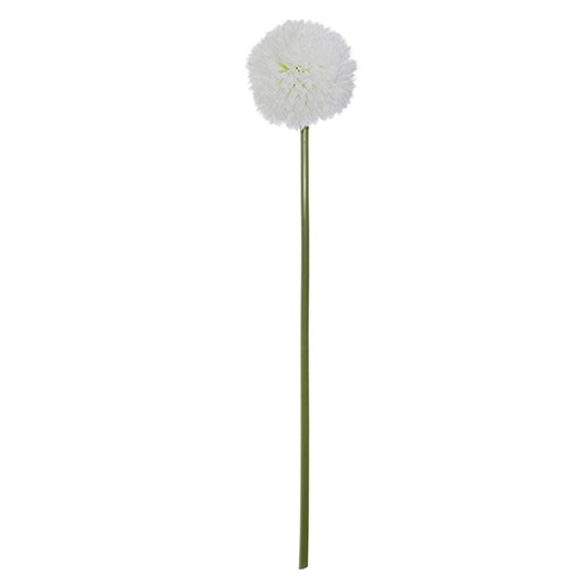 DAISY BALL STEM LOTY H60