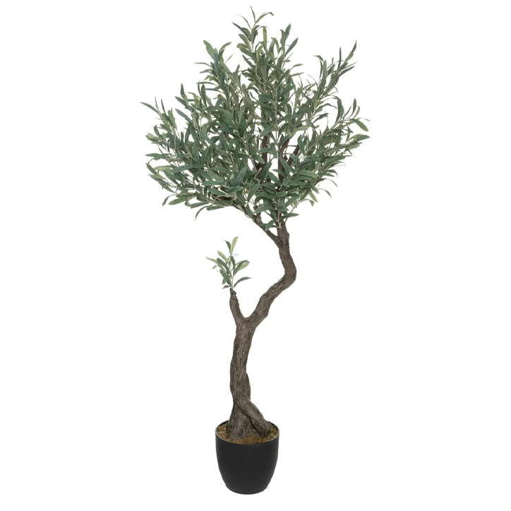 OLIVE TREE H140