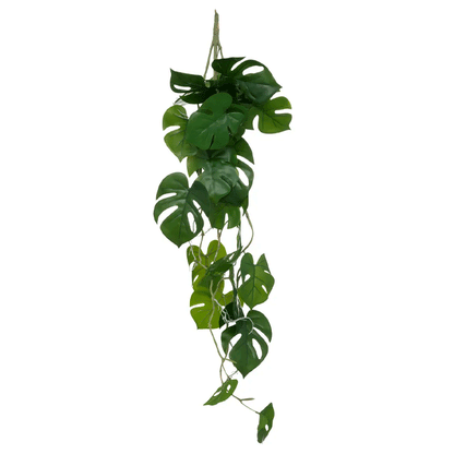 FALLING MONSTERA H85