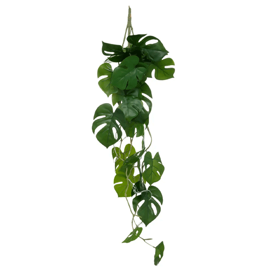 FALLING MONSTERA H85