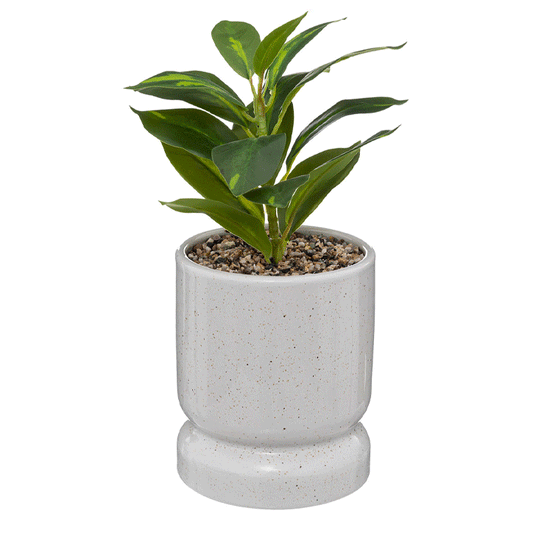 PLANT REACTIVE CRMC POT H30