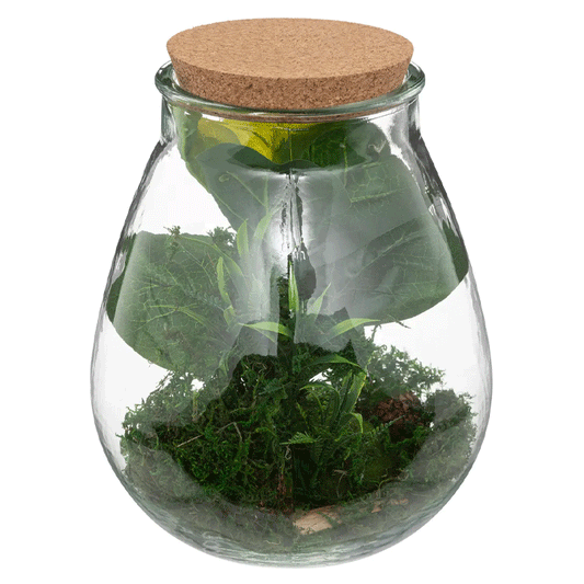 GLASS TERRARIUM BOTA H29,5