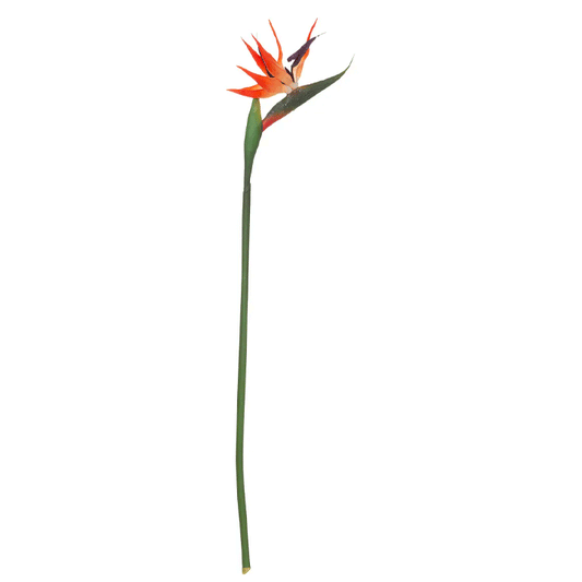 BIRD OF PARADISE STEM H83