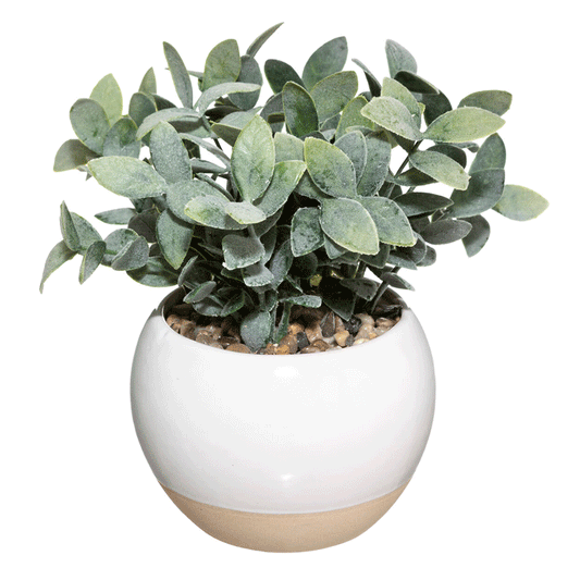 PLANT W CRMC POT ASS D11