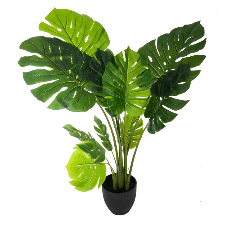 PHILO MONSTERA H110