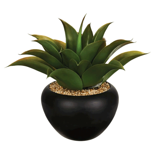 ALOE VERA WITH POT