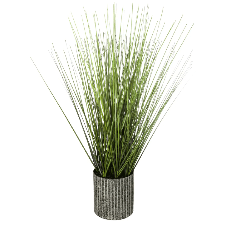 ONION GRASS USED MET POT H45
