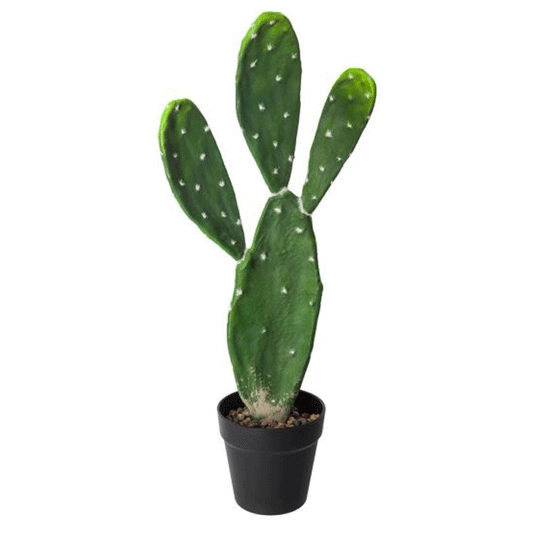 CACTUS H60