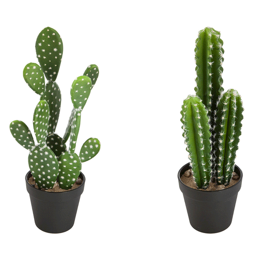 CACTUS NOMADE H42