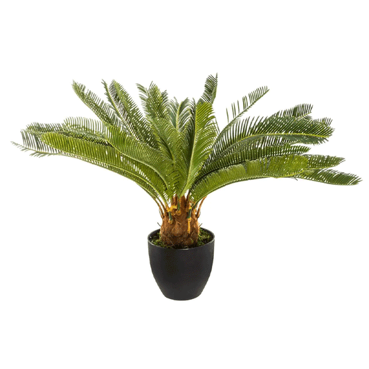 PINEAPPLE TREE H72