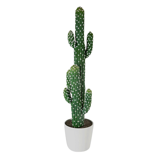 DOUBLE CACTUS CRMC POT H77