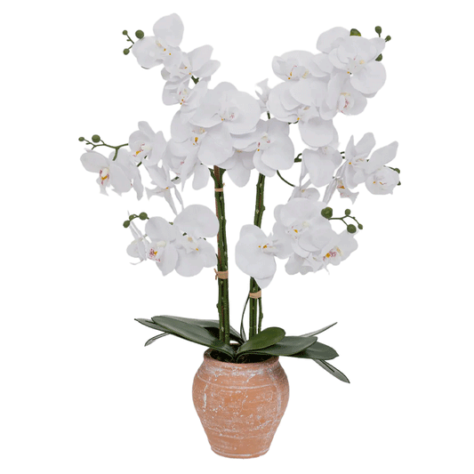 ORCHID TRCT POT DENA H65