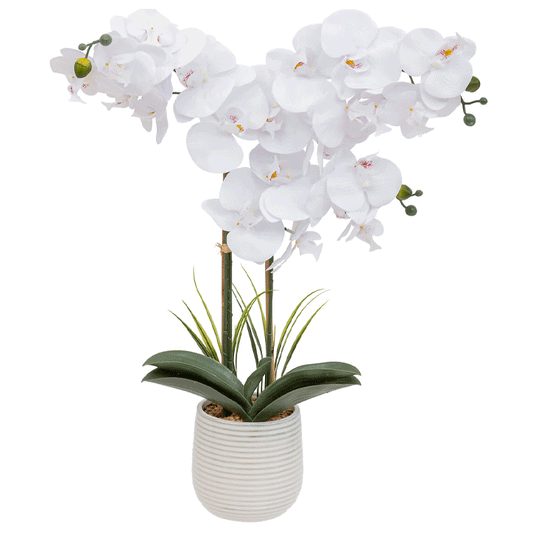 ORCHID CRMC POT RIVA H60