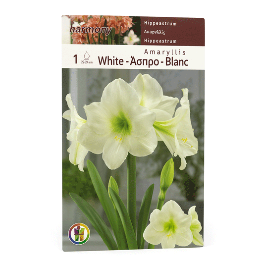 AMARYLLIS WHITE