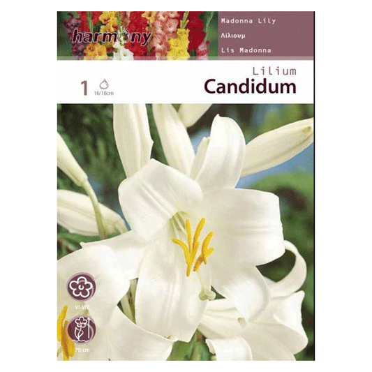 LILIUM CANDIDUM WHITE