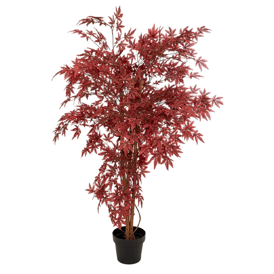 RED MAPLE TREE JAMES H150