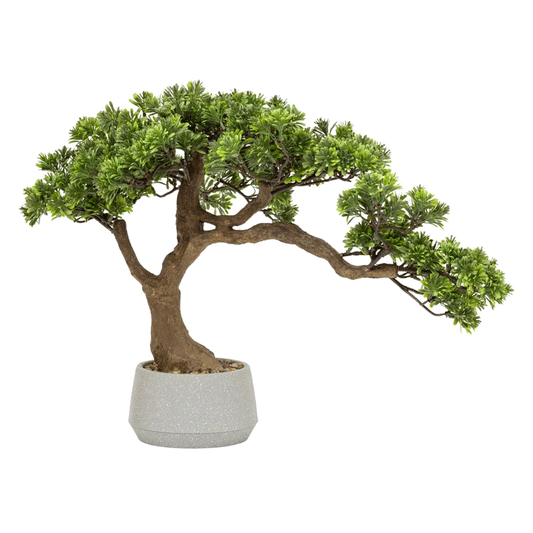 BONSAI W CRMC POT POLIN H45
