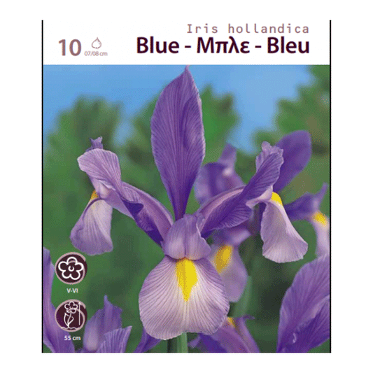 IRIS HOLANDICA BLUE