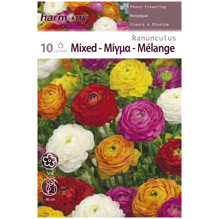 RANUNCULUS MIXED